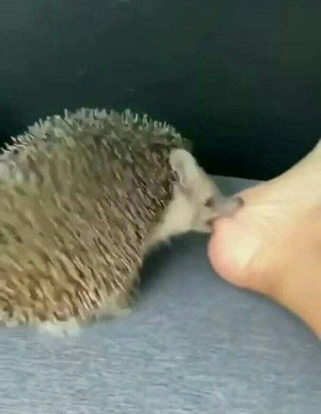 Разнофоточное