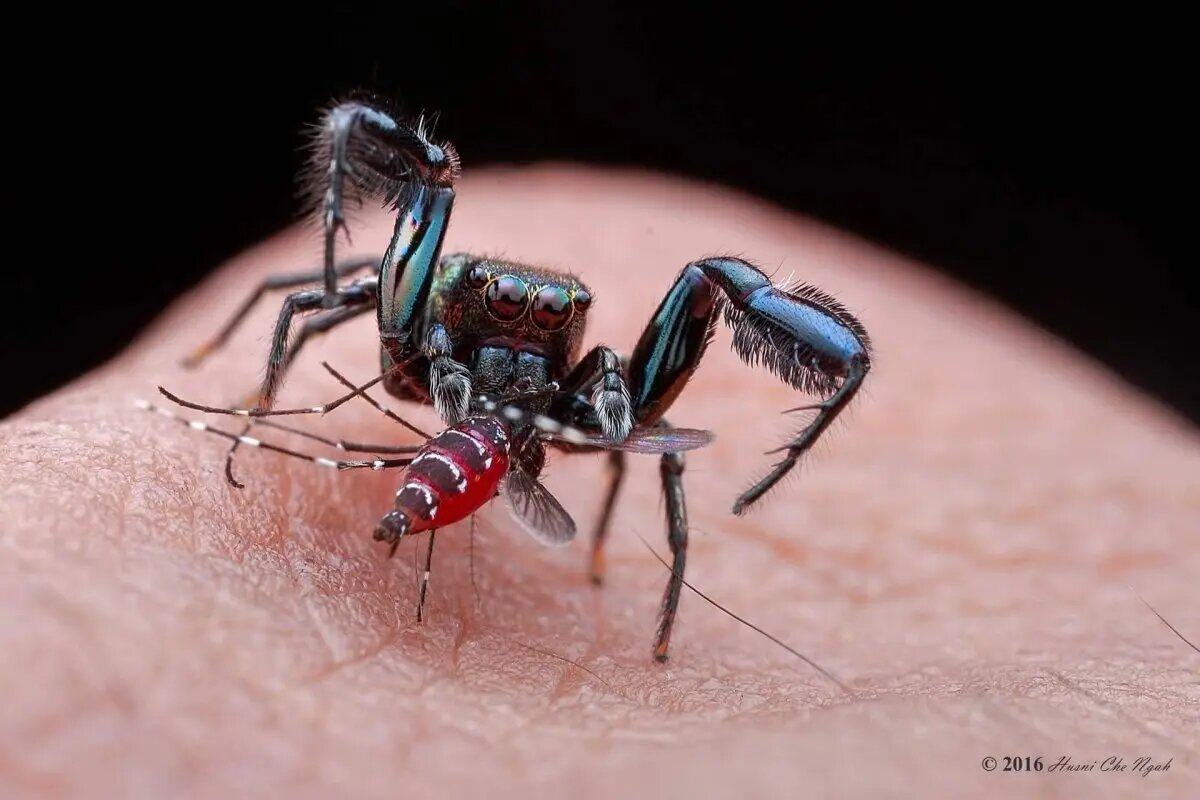 А вы знали, что.. В Кении и Уганде обитает паук-вампир!