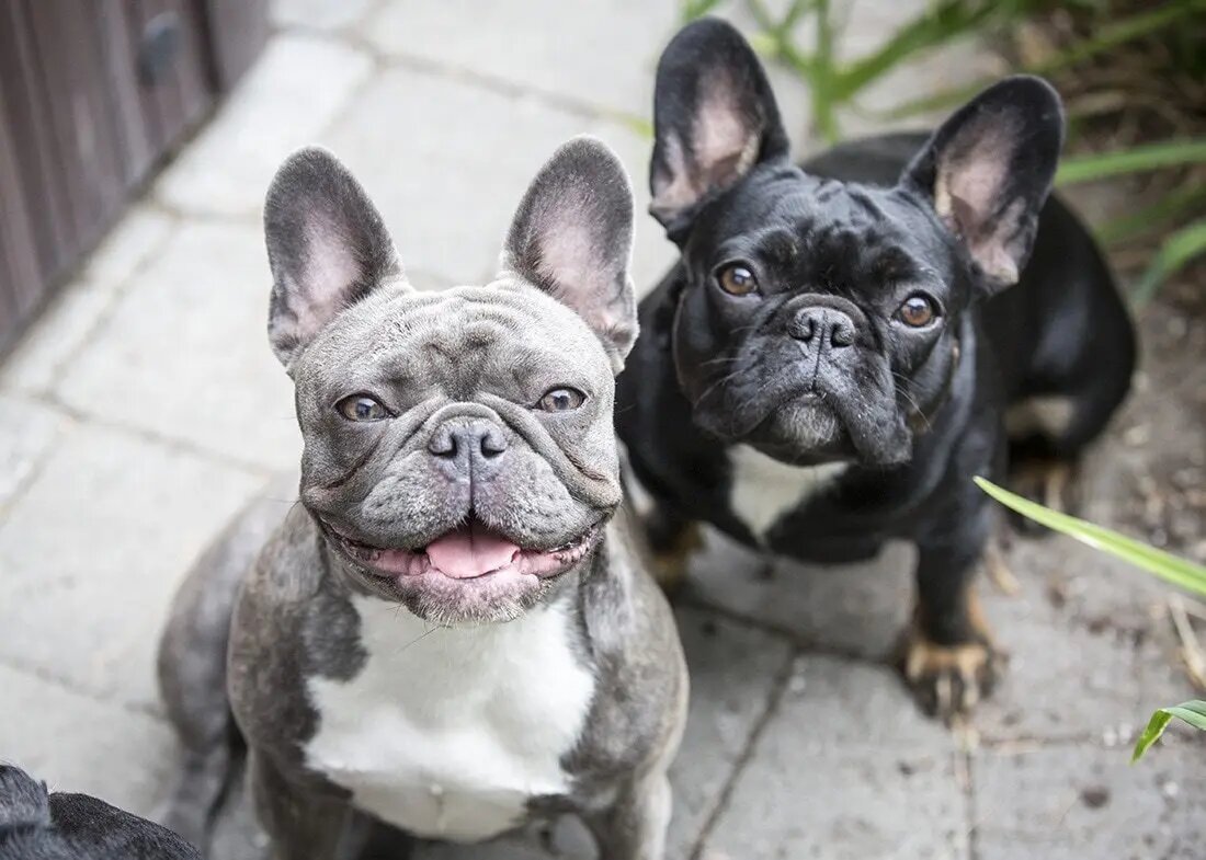 День прекрасных бульдогов