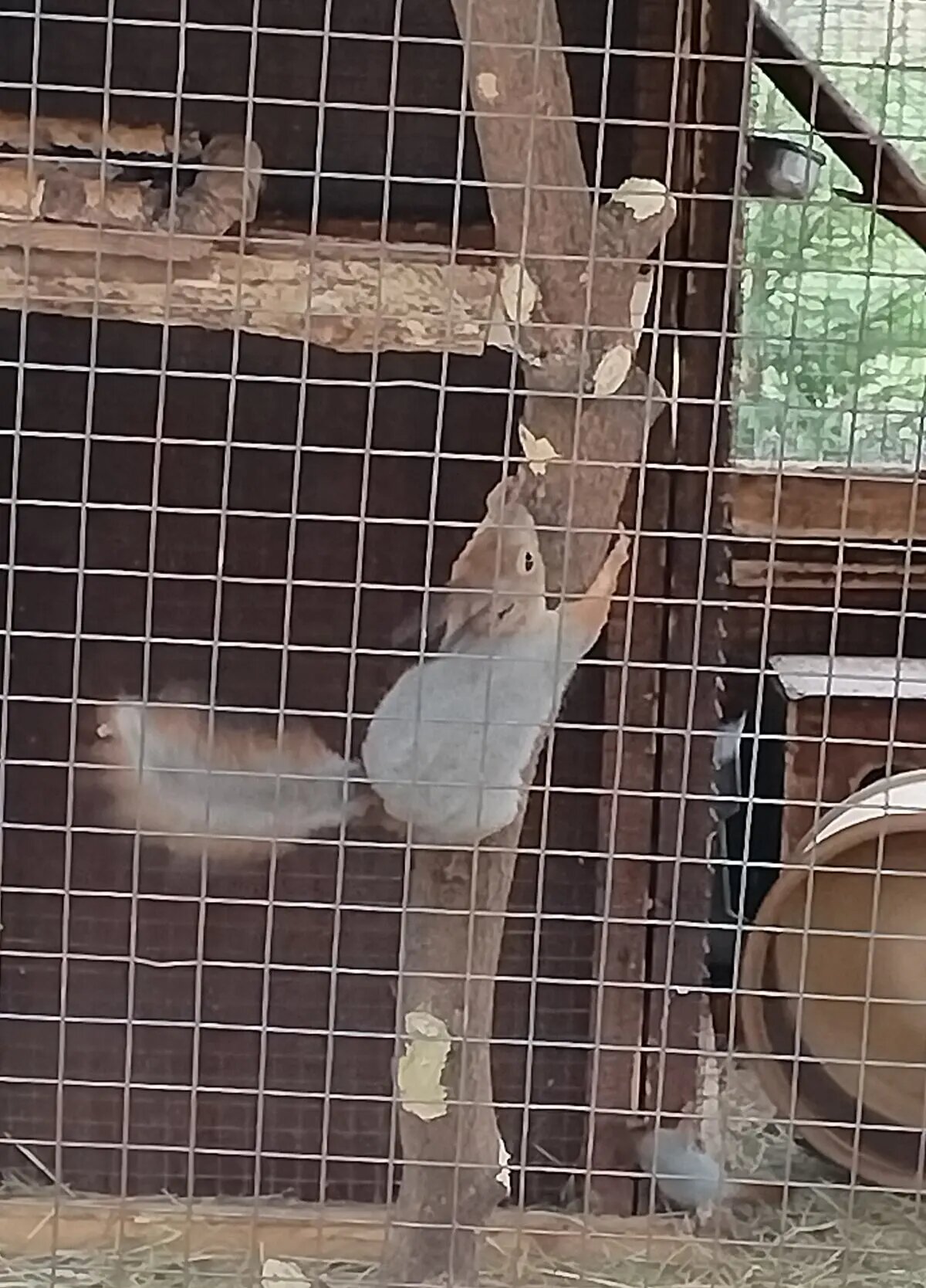 Весна пришла, а белки...