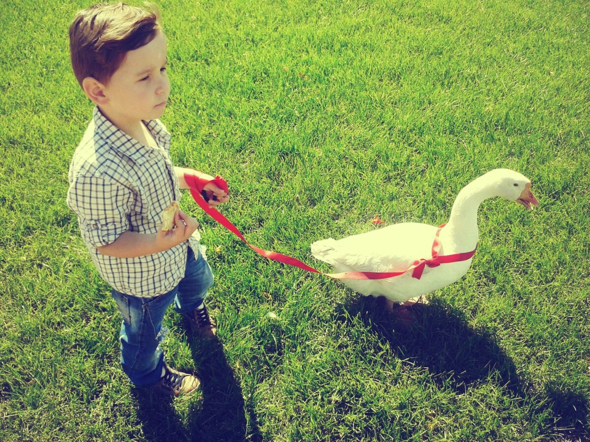 Как у меня гусь был