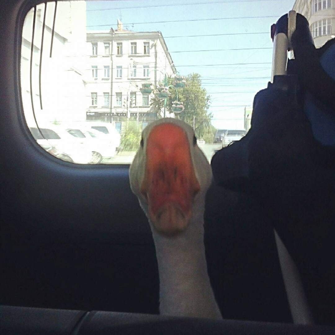 Как у меня гусь был