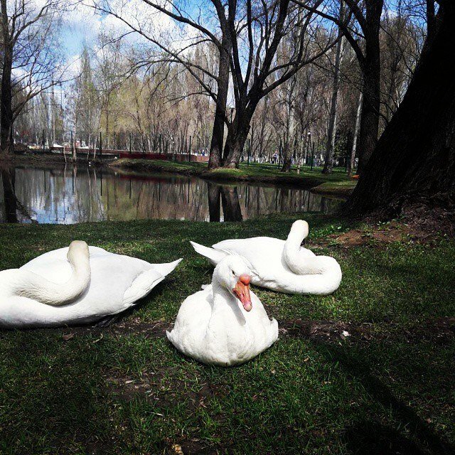 Как у меня гусь был